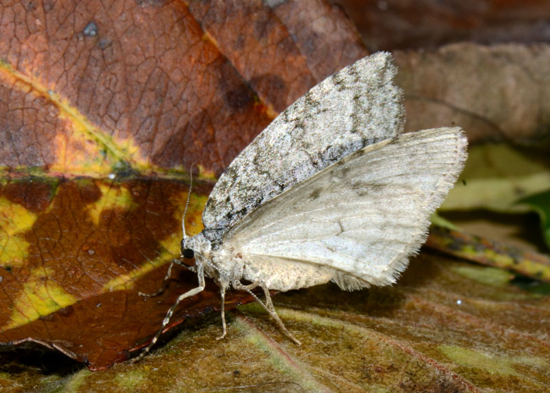 Geometridae genere Epirrita